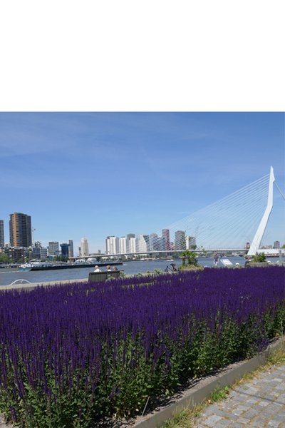 Rotterdam omslagplaatjeZomer.jpg